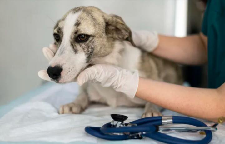 Protección Animal Municipal: servicios y atención durante febrero 2026