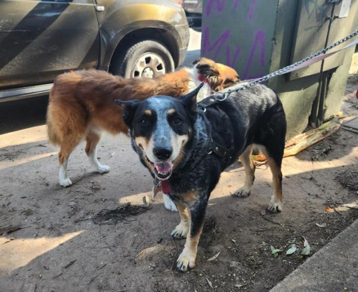 La Municipalidad informa el cronograma y servicios de Protección Animal para mayo