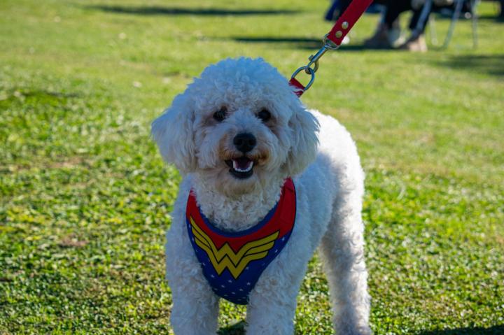 Se realizó la tercera Feria de Protección Animal en el Anfiteatro Martín Miguel de Güemes