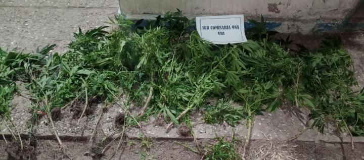 Un caso de violencia familiar derivó en el secuestro de 57 plantas de marihuana y la detención de un hombre de 18 años