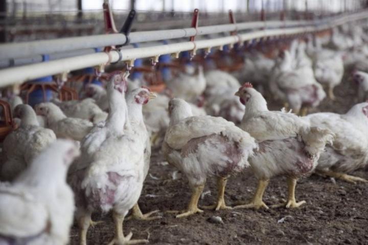 El Senasa dio a conocer consejos para evitar la propagación de la gripe aviar