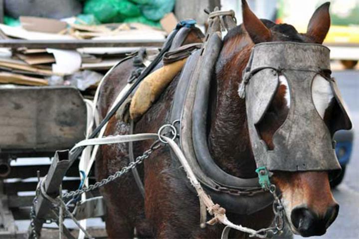 Tracción a sangre equina: el gobierno municipal pretende postergar por un año y medio el comienzo de la prohibición