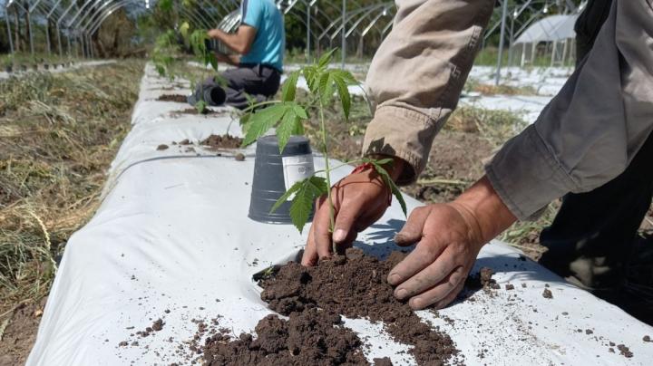 El primer encuentro regional de cannabis se llevará a cabo en La Redonda