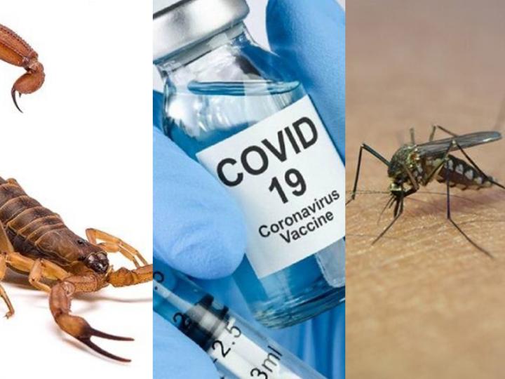 Durante Enero y Febrero: 20 casos de Dengue, 18 de Covid-19 y 33 picaduras de alacrán  en nuestra ciudad