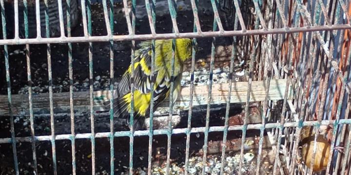 La Policía Ecológica  recuperó 9 aves autóctonas que estaban en cautiverio