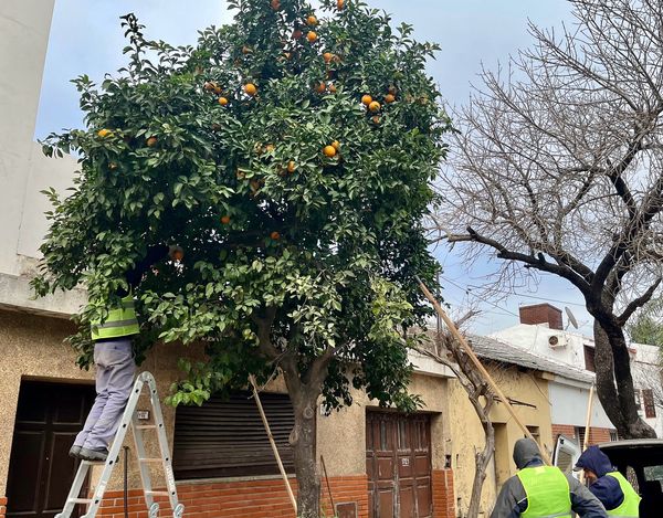 La Municipalidad comenzó con la recolección de toronjas para su utilización