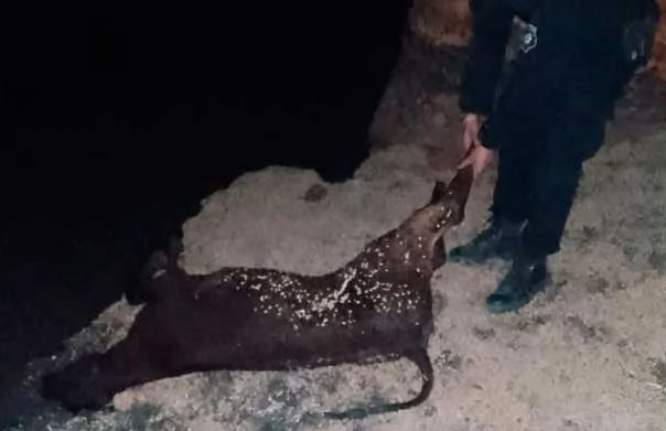 Robaron armados un ternero y  uno de los delincuentes quedó detenido