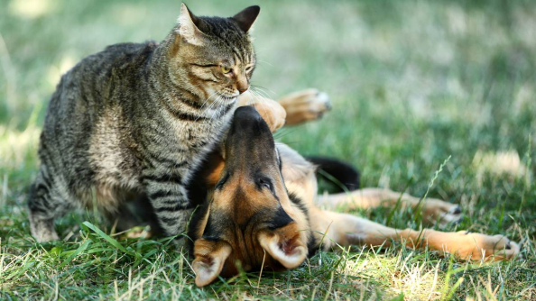 Continúa la atención de las Unidades Veterinarias Municipales