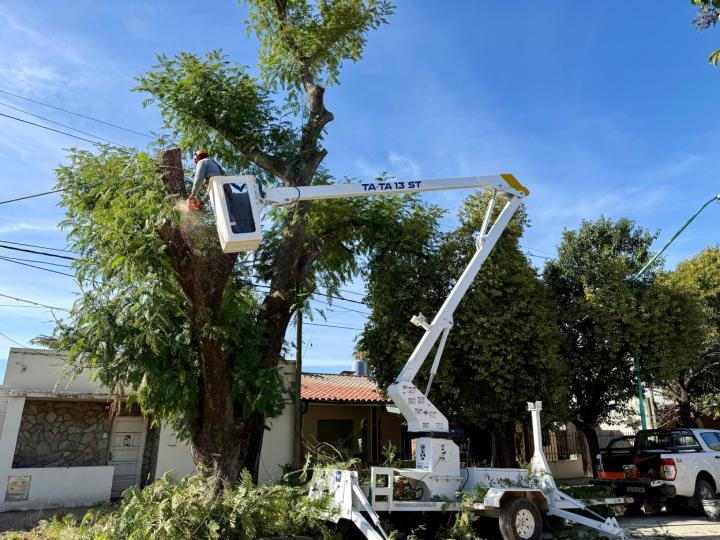 La Municipalidad avanza con trabajos de mantenimiento del arbolado urbano
