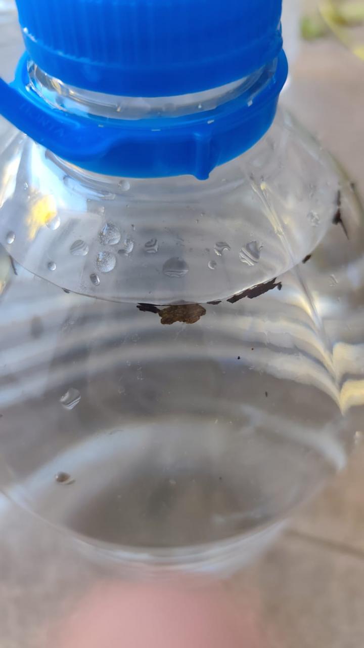 Denuncian la falta de salubridad en agua distribuida por el municipio.