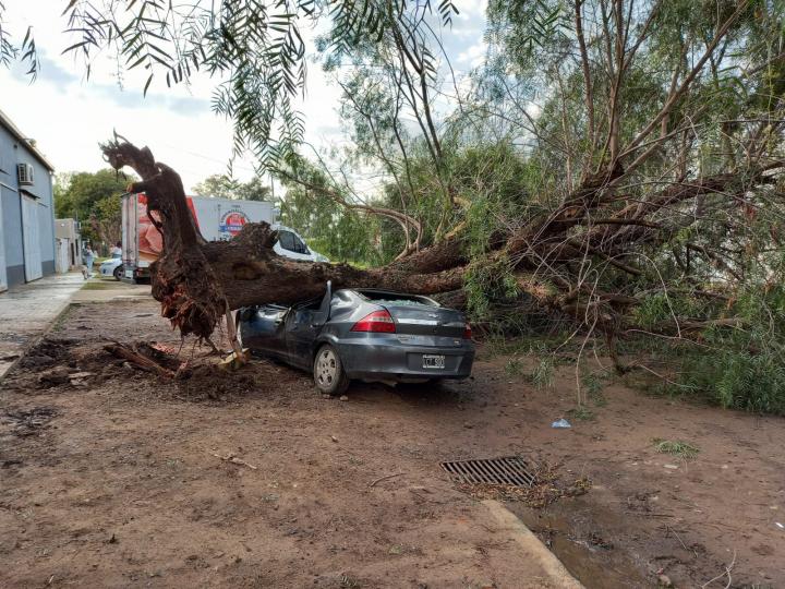 Candioti y Arenales: un árbol de gran porte cayó sobre un vehículo y su  conductor fue trasladado al Hospital Cullen