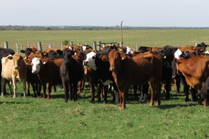 El campo va al paro en respuesta al cierre de exportaciones de carne